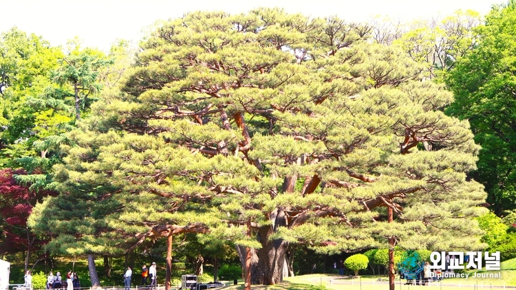  소나무의 수령이 310년, 나무의 높이가 16 m의 한국산 반송盤松이 자리를 잡고 있는 녹지원綠地園 앞의 소나무다. (사진=이정하기자)