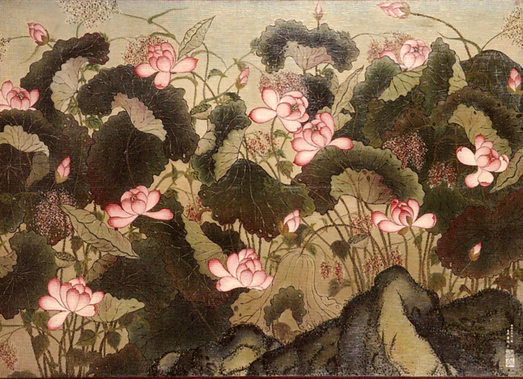 Picture of lotus flowers