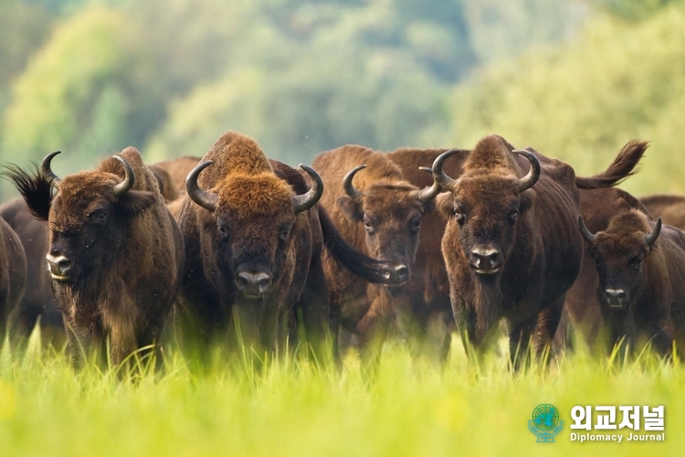 Bison ZUBR- symbol of Belarus