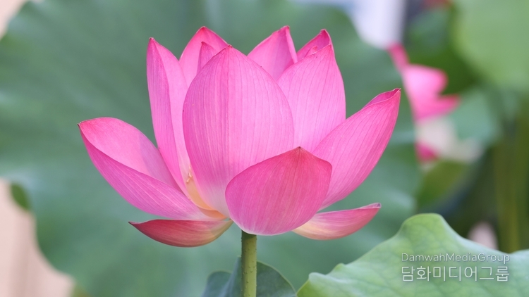 사진-담화총사 