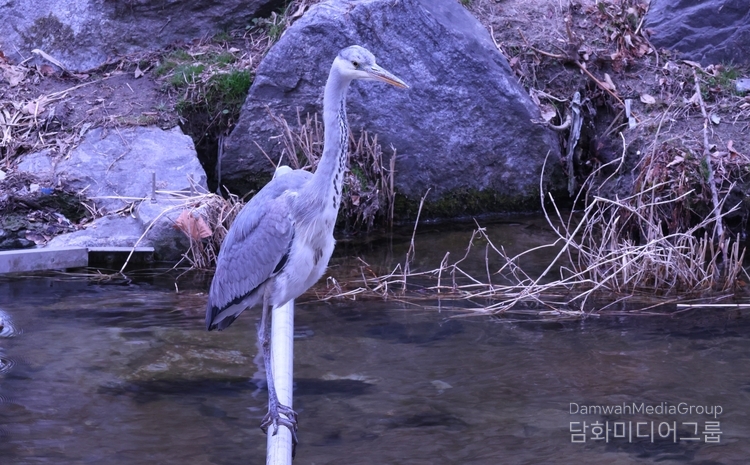 2025. 3. 15. 청계천에서(사진 -담화총사)