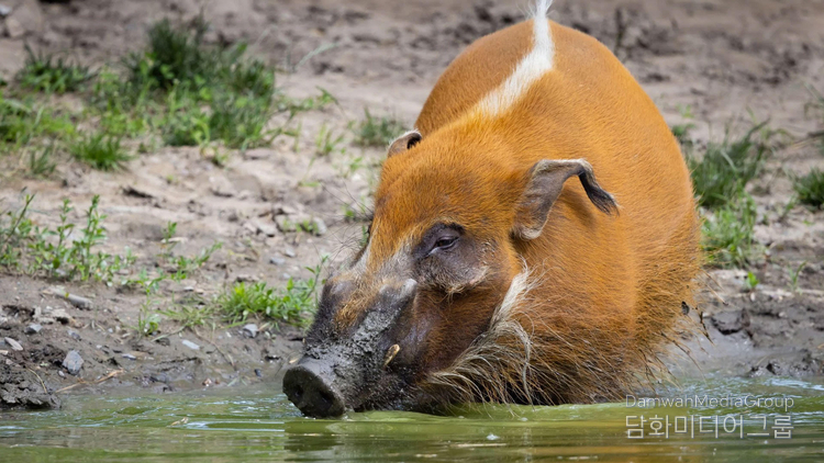 붉은강멧돼지 (Potamochoerus porcus)