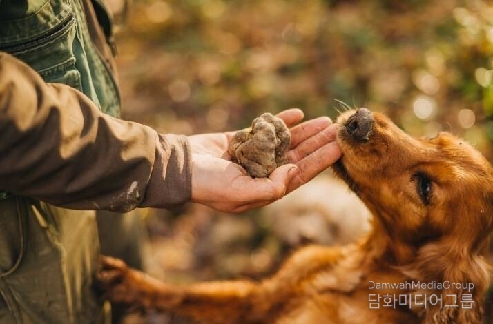 크로아티아에서는 훈련된 명견이 트러플을 수확한다 (사진_크로아티아관광청/CNTB)