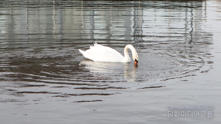 자슬라브스코예 호수(민스크 바다)의 잔잔한 수면 위를 유영하는 백조의 모습. 맑은 호수에 비친 순백의 자태가 고요한 물결과 어우러져 평화로운 장면을 그린다. 이곳은 미니스크 시민들에게 ‘도심 속 쉼표’로 불리며, 자연의 고요함과 생명의 조화를 동시에 느낄 수 있는 명소로 사랑받고 있다.