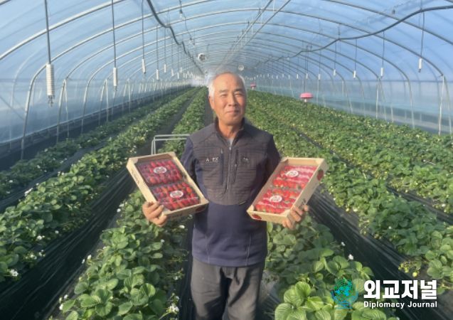 한정판 딸기‘죽향’
